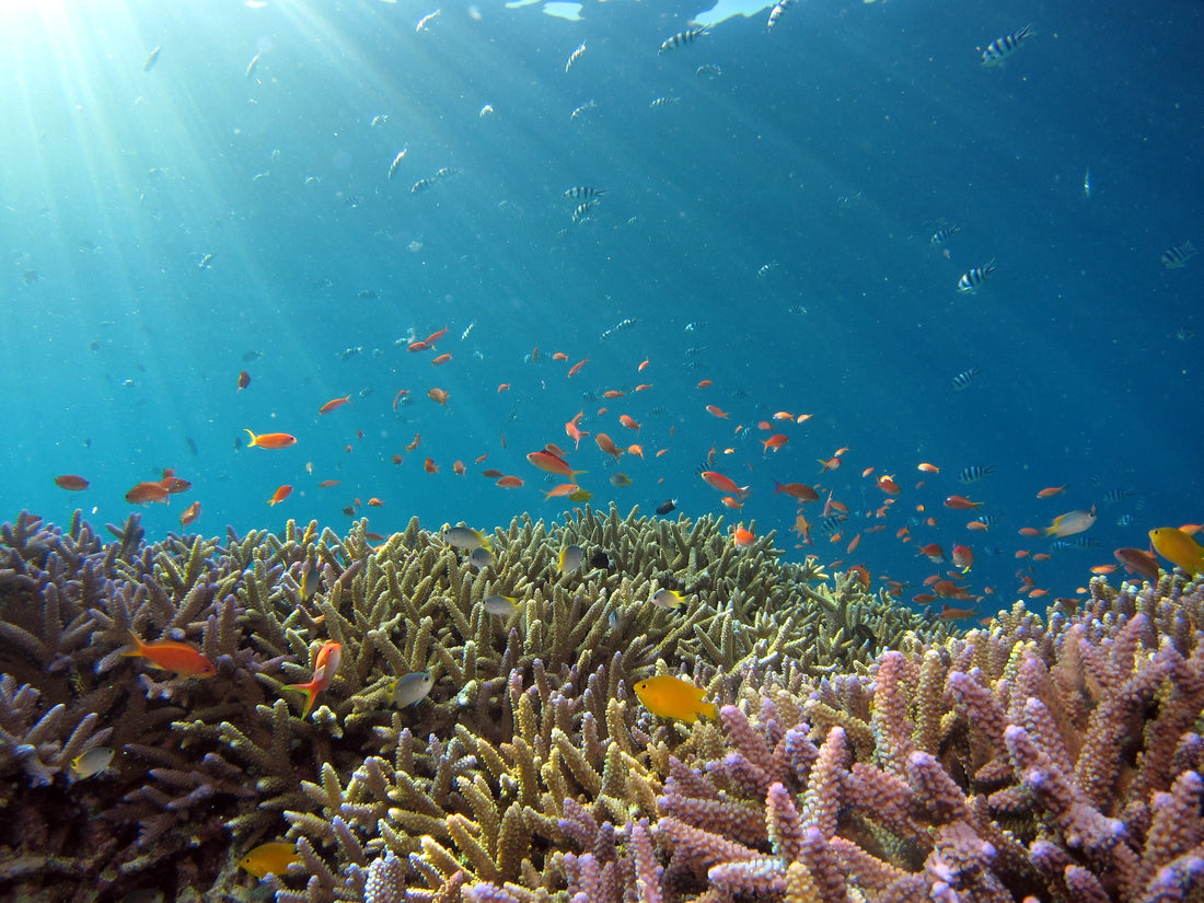 Explorez le Snorkeling en Albanie : Immergez-vous dans les Eaux Cristallines de la Riviera